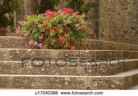 Stock Photo - Flowers on Steps. Fotosearch