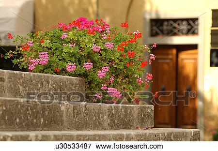 Flowers on Steps View Large Photo Image Stock Photo - Flowers on Steps. Fotosearch