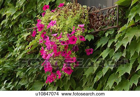 Flowers View Large Photo Image Picture - Flowers. Fotosearch