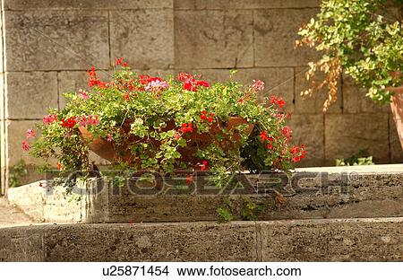 Flowers View Large Photo Image Picture - Flowers. Fotosearch