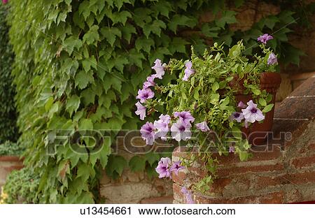 Stock Image - Flowers. Fotosearch