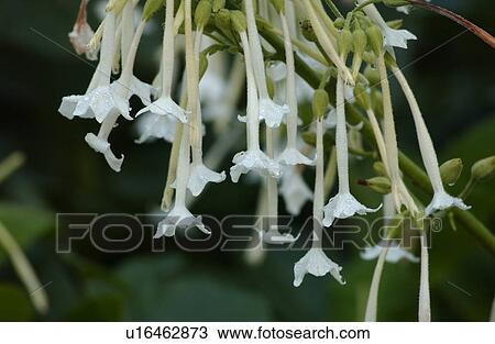 Stock Image - Flowers. Fotosearch