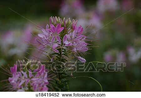 Stock Image - Flowers. Fotosearch