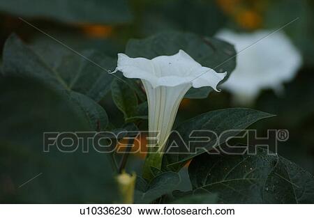 Garden Flower View Large Photo Image Stock Image - Garden Flower. Fotosearch