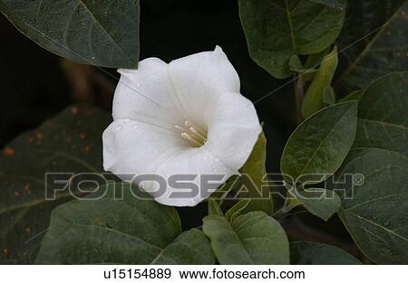 Stock Photo - Garden Flower. Fotosearch
