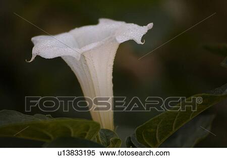 Garden Flower View Large Photo Image Stock Photography - Garden Flower. Fotosearch