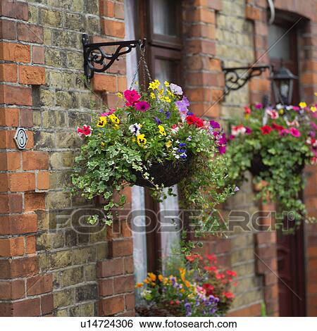 Stock Photograph - Hanging Flowers. Fotosearch