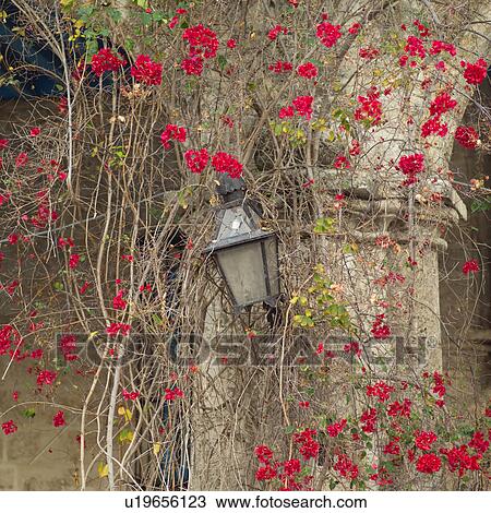 Stock Image - Ivy growing around a lamp. Fotosearch