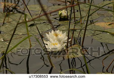 Lotus flowers View Large Photo Image Stock Image - Lotus flowers. Fotosearch