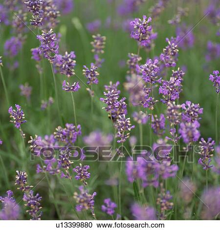 Stock Image - purple flowers. Fotosearch