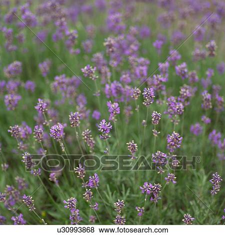 Purple Flowers View Large Photo Image Stock Photo - Purple Flowers. Fotosearch