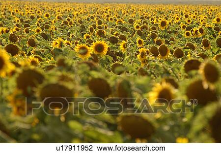 Stock Image - Sunflowers in prairie fields. Fotosearch