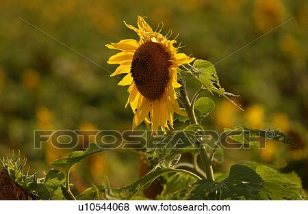 Sunflowers in prairie fields View Large Photo Image Stock Photo - Sunflowers in prairie fields. Fotosearch