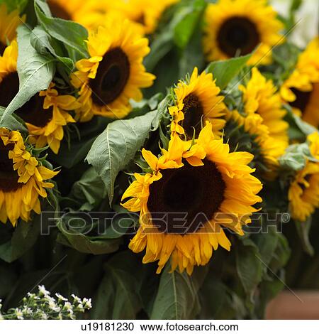 Sunflowers View Large Photo Image Stock Image - Sunflowers. Fotosearch