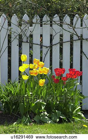 Tulips View Large Photo Image Stock Photo - Tulips. Fotosearch