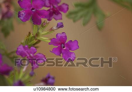 Vegetation in Nature View Large Photo Image Stock Image - Vegetation in Nature. Fotosearch