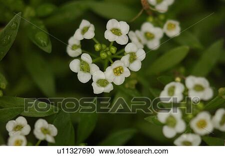 vegetation in nature View Large Photo Image Stock Image - vegetation in nature. Fotosearch