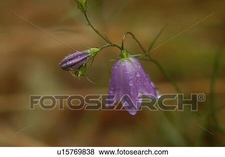 Stock Photo - vegetation in nature. Fotosearch