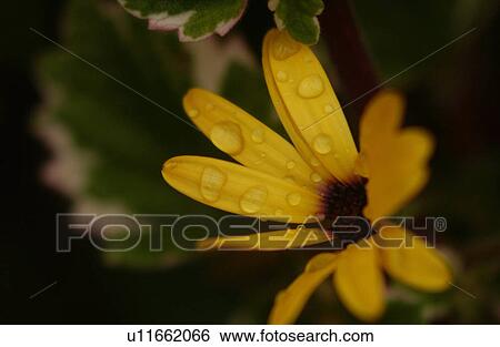 Stock Photograph - vegetation in nature. Fotosearch