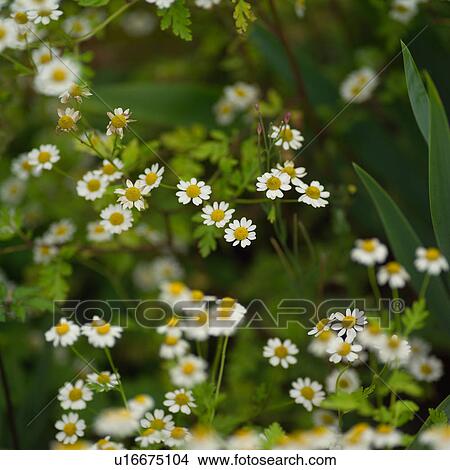white daisy flowers View Large Photo Image Picture - white daisy flowers. Fotosearch