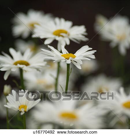 white daisy flowers View Large Photo Image Stock Image - white daisy flowers. Fotosearch