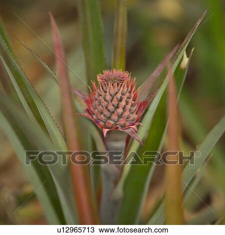 Wildflower View Large Photo Image Stock Image - Wildflower. Fotosearch