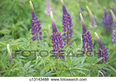 Stock Photo - Wildflowers. Fotosearch
