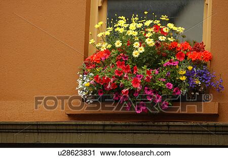 Stock Image - Window box of flowers. Fotosearch