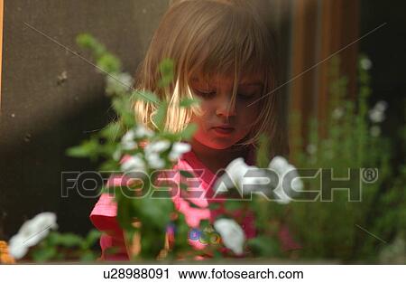 Young girl standing behind a bush flowers looking down View Large Photo Image Stock Image - Young girl standing behind a bush flowers looking down. Fotosearch