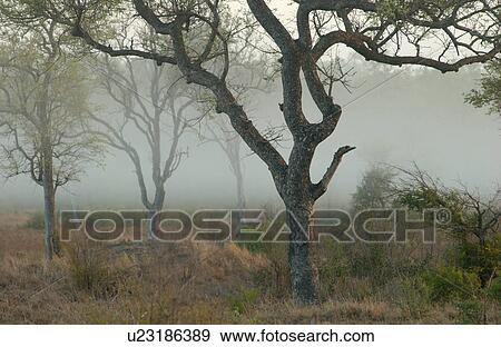 Stock Photo - African Landscape. Fotosearch