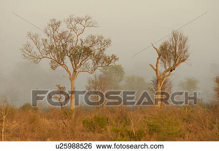 Stock Photograph - African Landscape. Fotosearch