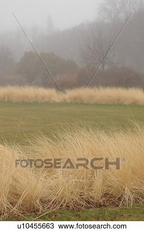 Stock Image - autumn fog in Assiniboine Park, Winnipeg, Manitoba. Fotosearch