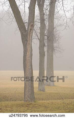 autumn fog in Assiniboine Park, Winnipeg, Manitoba View Large Photo Image Stock Photography - autumn fog in Assiniboine Park, Winnipeg, Manitoba. Fotosearch