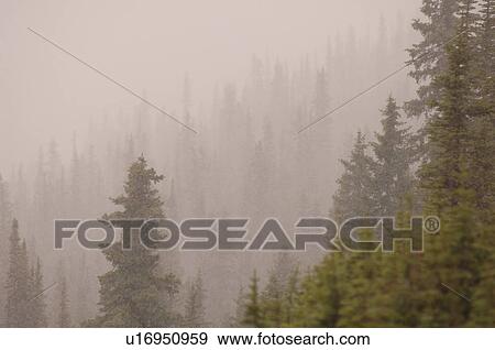 Fog in Forest View Large Photo Image Stock Photo - Fog in Forest. Fotosearch