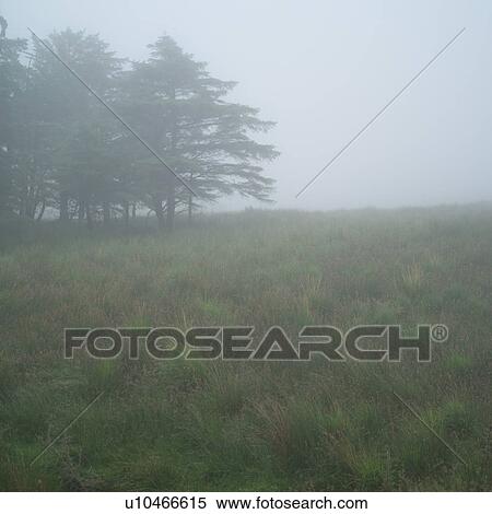 Stock Photography - Fog on road with evergreens in Irish countryside. Fotosearch