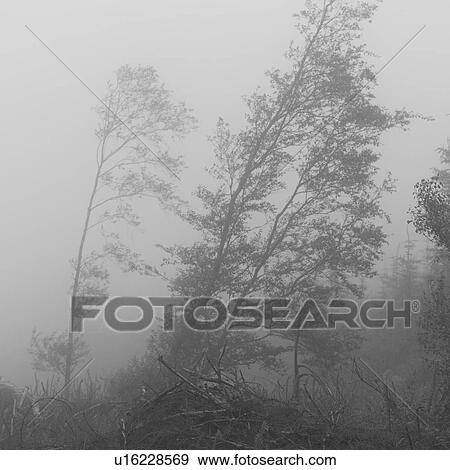 Stock Photo - Ireland - trees in fog Irish countryside. Fotosearch