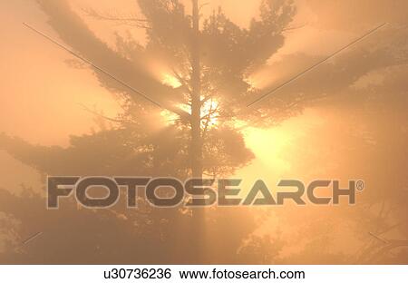 Stock Photograph - Lake of the Woods at sunrise. Fotosearch