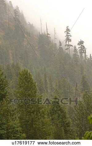 Stock Photo - Mist over forest landscape. Fotosearch