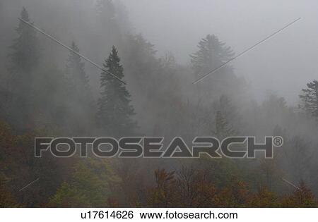 Trees surrounded by fog in Slovenia View Large Photo Image Stock Photograph - Trees surrounded by fog in Slovenia. Fotosearch