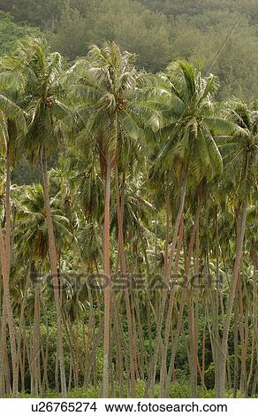 Picture - A tropical forest. Fotosearch