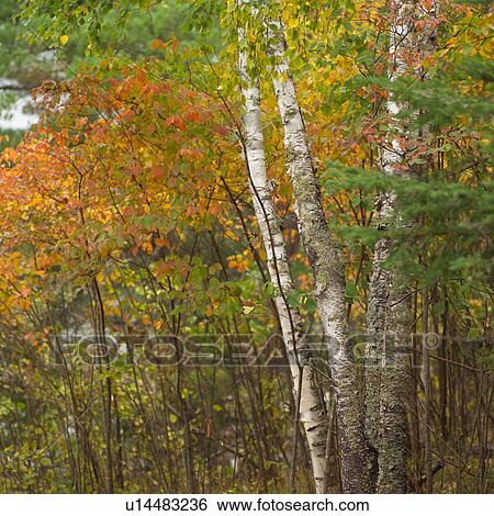 Stock Photograph - Autumn Colors of Forest. Fotosearch