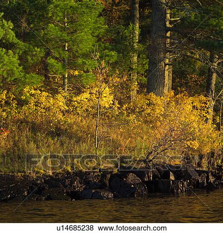 Bush Along Shoreline View Large Photo Image Stock Photo - Bush Along Shoreline. Fotosearch