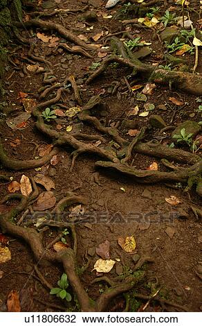 Close-up of gnarled roots of trees View Large Photo Image Stock Image - Close-up of gnarled roots of trees. Fotosearch