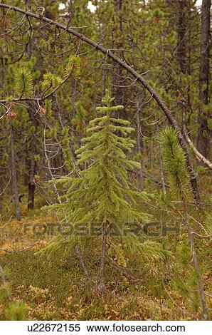Stock Photography - Evergreen Tree in Forest. Fotosearch