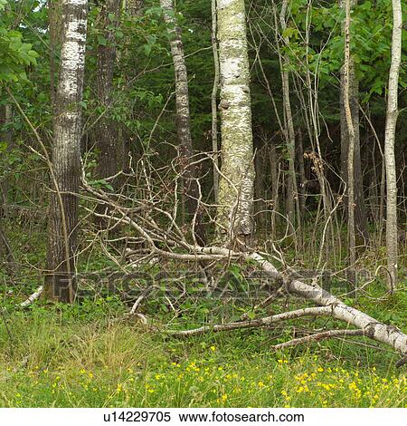 Fallen tree in forest View Large Photo Image Stock Photography - Fallen tree in forest. Fotosearch