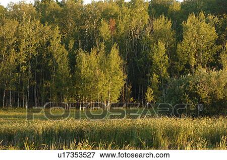 Stock Photo - Field and Forest at Lake of the Woods. Fotosearch