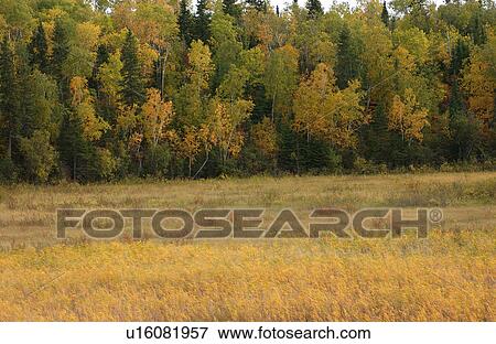 Field and Forest in Autumn Colors View Large Photo Image Stock Photo - Field and Forest in Autumn Colors. Fotosearch