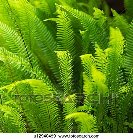 Stock Photo - Foliage along Rain Forest Trail. Fotosearch