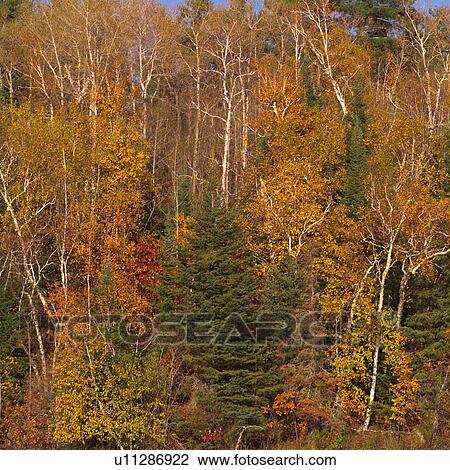 Forest in autumn colours View Large Photo Image Stock Image - Forest in autumn colours. Fotosearch