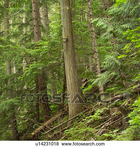Stock Photo - Forest Scene. Fotosearch